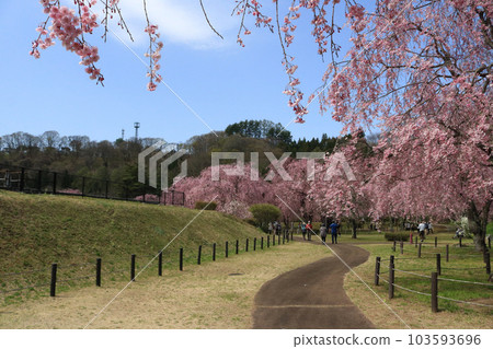 與內淨水廠的櫻花 與內淨水廠的櫻花 103593696