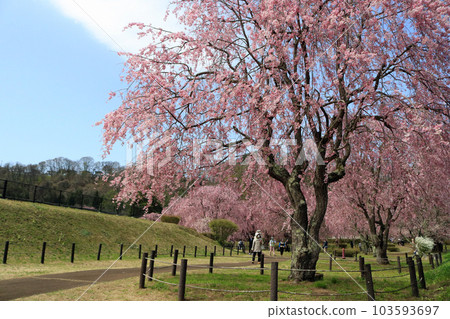 與內淨水廠的櫻花 103593697