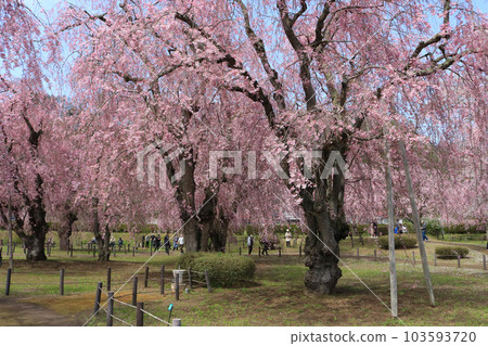 與內淨水廠的櫻花 與內淨水廠的櫻花 103593720