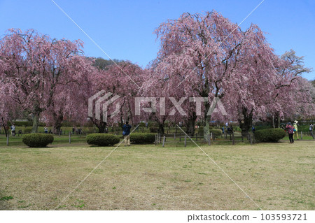 與內淨水廠的櫻花 103593721