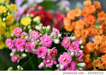 Crassulaceae perennial, Kalanchoe flower 103593723