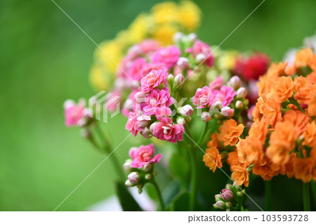 Crassulaceae perennial, Kalanchoe flower 103593728