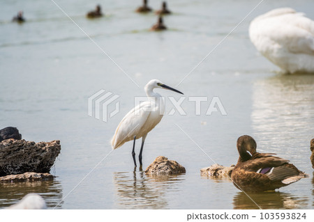 The small white heron or Little egret stands in the lake 103593824