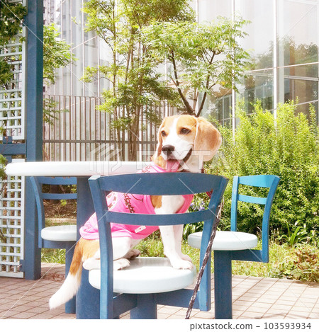 Smile beagle dog on the terrace Smile beagle dog on the terrace 103593934