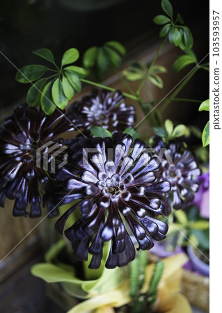 多汁植物 103593957