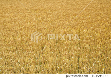 Early summer wheat ears that shine golden Early summer wheat ears that shine golden 103594168