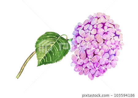 Watercolor illustration of hydrangea branch. Blue, pink, white delicate hydrangea 103594186
