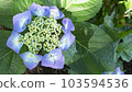 Hydrangea in three blooms 103594536