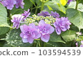 Hydrangea in full bloom 103594539