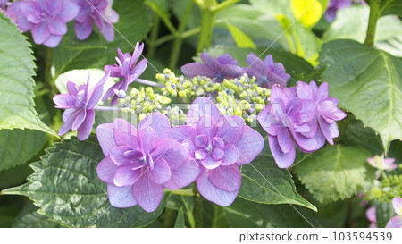 Hydrangea in full bloom Hydrangea in full bloom 103594539