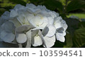 Hydrangea with fantastic light 103594541