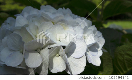 Hydrangea with fantastic light 103594541
