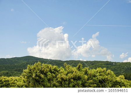 Chestnut flowers blooming in a chestnut field in early summer Chestnut flowers blooming in a chestnut field in early summer 103594651