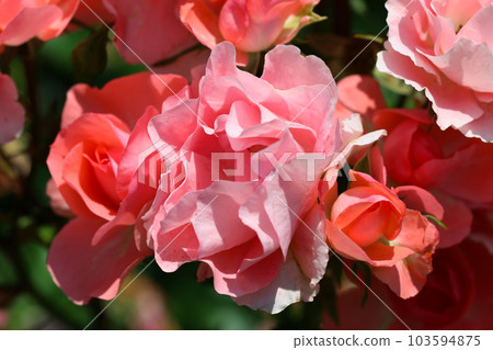 深色鮭魚粉色玫瑰花“Jardin de France”（1998，法國，戶外微距照片） 103594875