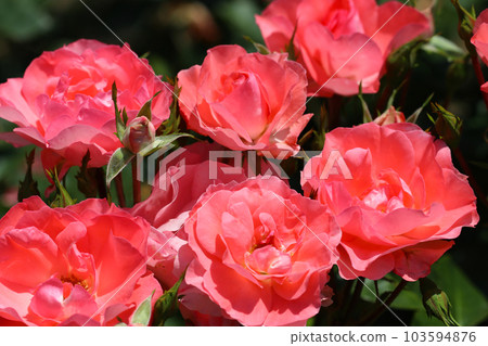 深色鮭魚粉色玫瑰花“Jardin de France”(1998,法國,戶外微距照片) 深色鮭魚粉色玫瑰花“Jardin de France”(1998,法國,戶外微距照片) 103594876