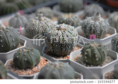 Cactus with thorn called "Astrophytum Asterias Super Kabuto" Cactus with thorn called "Astrophytum Asterias Super Kabuto" 103594877
