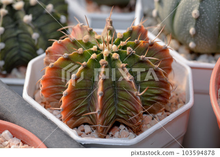Cactus with thorn called "Gymnocalycium mihanovichii variegata" Cactus with thorn called "Gymnocalycium mihanovichii variegata" 103594878