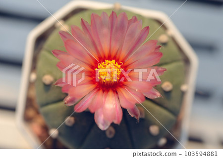 Cactus with flowers called "Astrophytum Asterias Akabana Nudum" Cactus with flowers called "Astrophytum Asterias Akabana Nudum" 103594881