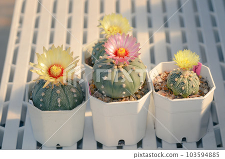 Cactus with flowers called "Astrophytum Asterias" Cactus with flowers called "Astrophytum Asterias" 103594885