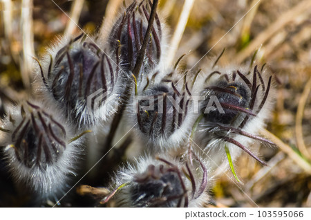 Pulsatilla patens (Pulsatilla patens) close-up . Beginning of flowering. Flowers of Eastern Siberia. 103595066
