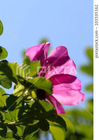 日本野玫瑰，赫曼努斯（Rosa rugosa）鮮豔的紫色花朵（室外微距特寫） 103595162