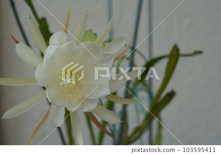 孔雀仙人掌開花 103595411