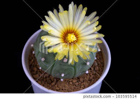 Beautiful natural Astrophytum Kikko cactus in full bloom shot in a macro image on a dark background Beautiful natural Astrophytum Kikko cactus in full bloom shot in a macro image on a dark background 103595514