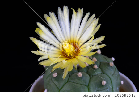 Beautiful natural Astrophytum Kikko cactus in full bloom shot in a macro image on a dark background Beautiful natural Astrophytum Kikko cactus in full bloom shot in a macro image on a dark background 103595515