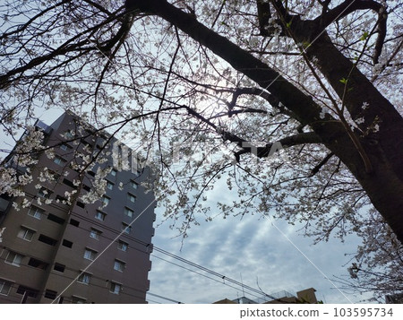 Scenery of cherry blossom trees in Kawasaki Scenery of cherry blossom trees in Kawasaki 103595734