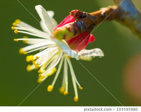 Flower, nature and spring with a plant growing closeup outdoor for green ecology or sustainability. Garden, environment and an apricot flowering or blooming in the eco friendly countryside outside 103595980