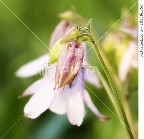 Closeup of a Common Columbine flower against a blur background on a sunny day. Zoom in on pink plants growing in a field or garden. Details, texture and pattern of beauty in soothing nature 103596250