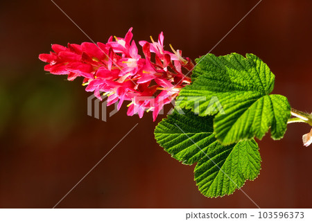 Colorful pink flowers growing in a garden. Closeup of beautiful ribes sanguineum or red flowering currants with bright petals from the gooseberry species blooming and blossoming in nature in spring 103596373