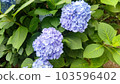 hydrangea   103596402