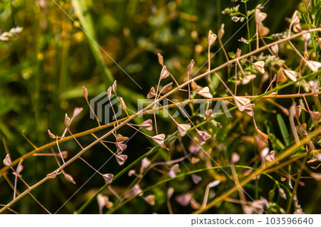 Capsella bursa-pastoris, known as shepherd's bag. Widespread and common weed in agricultural and Capsella bursa-pastoris, known as shepherd's bag. Widespread and common weed in agricultural and 103596640