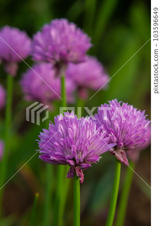 Close up view of emerging purple buds and blossoms on edible chives plants allium schoenoprasum Close up view of emerging purple buds and blossoms on edible chives plants allium schoenoprasum 103596649