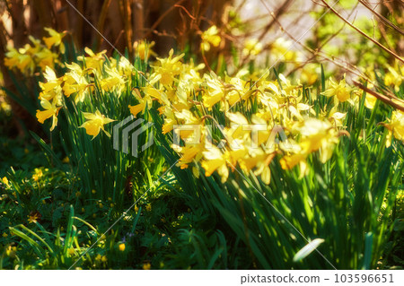 Yellow daffodils growing in a botanical garden on a sunny day outside. Scenic landscape beautiful flowers with bright petals blossoming in nature. Spring plant representing rebirth and new beginnings 103596651