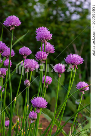 Close up view of emerging purple buds and blossoms on edible chives plants allium schoenoprasum Close up view of emerging purple buds and blossoms on edible chives plants allium schoenoprasum 103596655