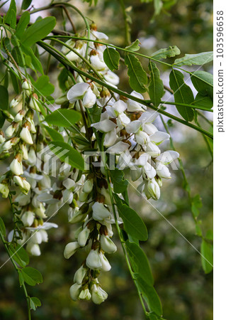 Abundant flowering acacia branch of Robinia pseudoacacia, false acacia, black locust close-up Abundant flowering acacia branch of Robinia pseudoacacia, false acacia, black locust close-up 103596658