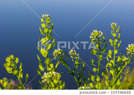 Field pennycress, Thlaspi arvense is an edible plant used in salads. Their seeds are sometimes used 103596688