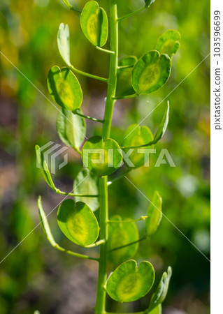 Field pennycress, Thlaspi arvense is an edible plant used in salads. Their seeds are sometimes used 103596699
