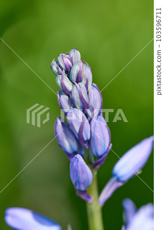 Colorful purple flowers growing in a garden. Macro closeup on closed buds of a spanish bluebell or hyacinthoides hispanica foliage with vibrant petals about to bloom in nature on a sunny spring day 103596711