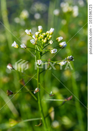 Capsella bursa-pastoris, known as shepherd's bag. Widespread and common weed in agricultural and Capsella bursa-pastoris, known as shepherd's bag. Widespread and common weed in agricultural and 103596725