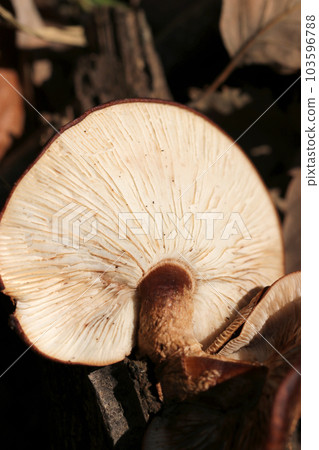 The underside of the white folds of a large pair of natural shiitake mushrooms growing naturally on a fallen tree in the mountains (macro shot on a sunny winter day) 103596788