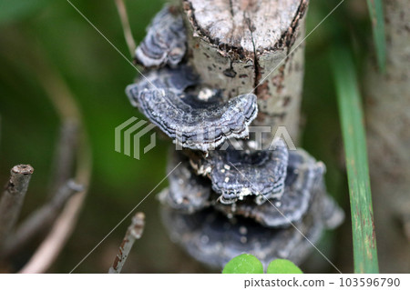 A macro close-up shot of the bluish-black Versicolor versicolor that grows wild at the base of trees and stumps. A macro close-up shot of the bluish-black Versicolor versicolor that grows wild at the base of trees and stumps. 103596790