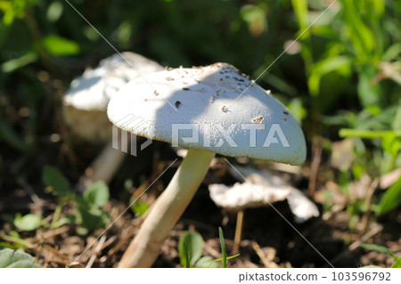 As the name suggests, Oshirokara Satake, which grows naturally on the ground of the forest, is a mushroom that is large and resembles a Western mushroom. 103596792