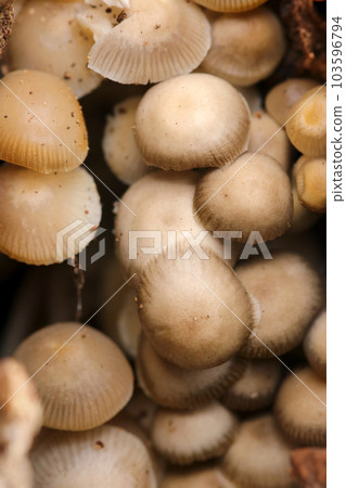 A shaded close-up macro close-up image of the genus of sarcophagus growing in clumps between dead trees. 103596794