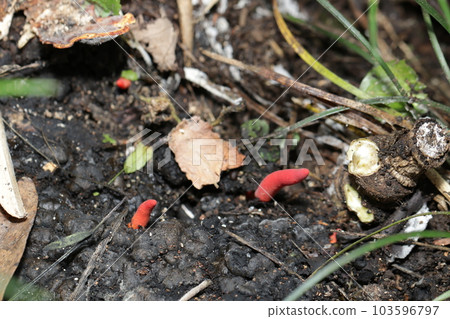 顧名思義,鮮紅色的致命毒蘑菇“Kaentake”自然生長在Konara腐爛的樹樁旁邊。 顧名思義,鮮紅色的致命毒蘑菇“Kaentake”自然生長在Konara腐爛的樹樁旁邊。 103596797