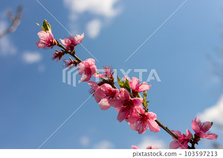 Peach tree, blurred background. Blooming tree in spring with pink flowers. The beauty of the spring garden, the concept of spring 103597213