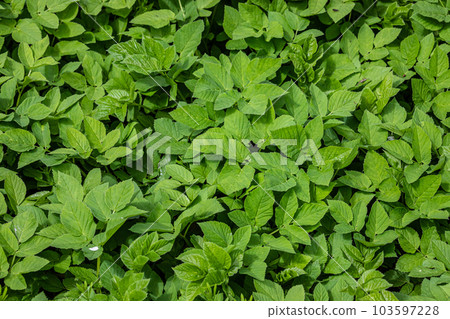 Green leaves for background, texture of nature. The concept of spring, environmental protection 103597228