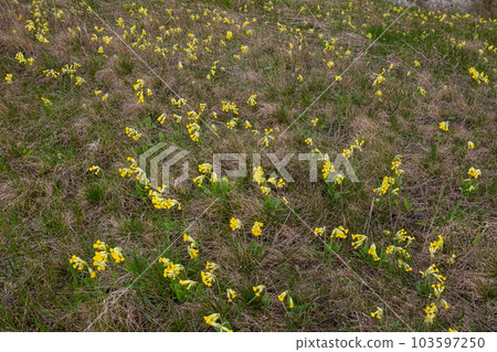 Yellow Primula veris cowslip, common cowslip, cowslip primrose on soft green background.Selective focus Yellow Primula veris cowslip, common cowslip, cowslip primrose on soft green background.Selective focus 103597250